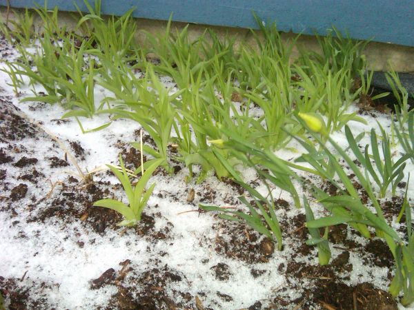 IMG00256-20110416-1840