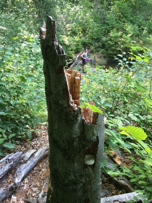 Saturday night - Bees !